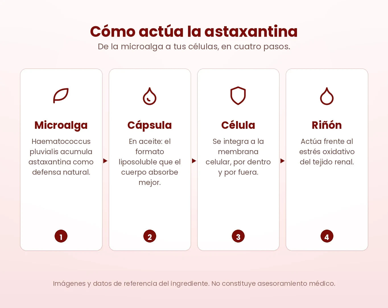 La protección empieza dentro de la célula.